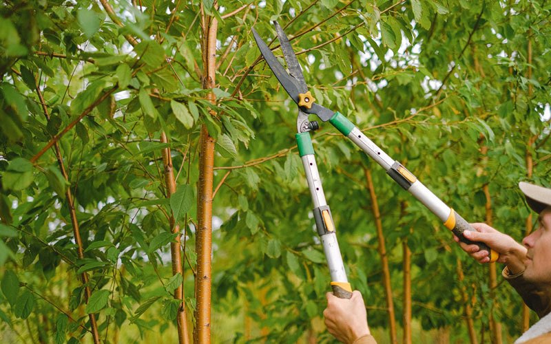 Tree trimming in Lytton, IA
